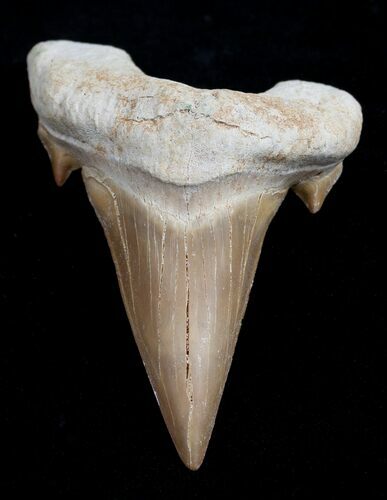 High Quality Otodus Fossil Shark Tooth #1741